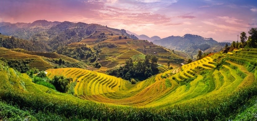 Vietnámi rizsföldek