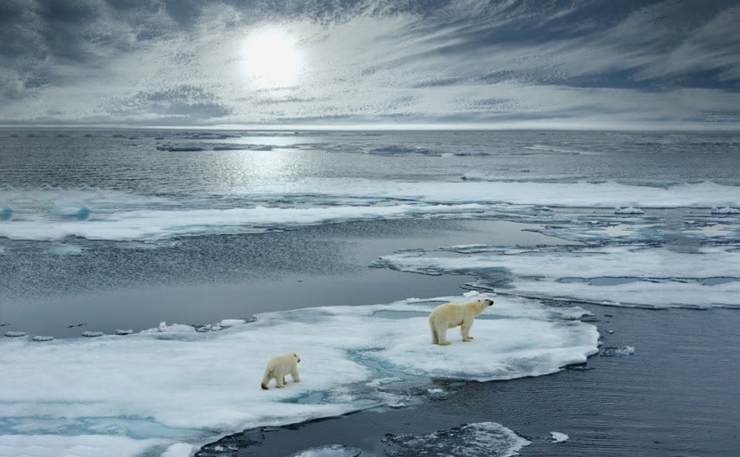 Jegesmedvék a sarkvidéken
