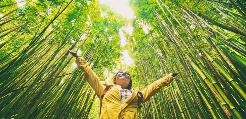 Bambuszerdő bejárása környezetbarát módon