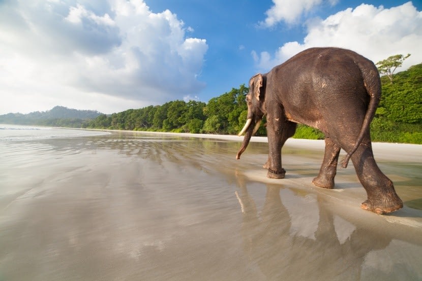 Elefánt az Andamán tengerparton
