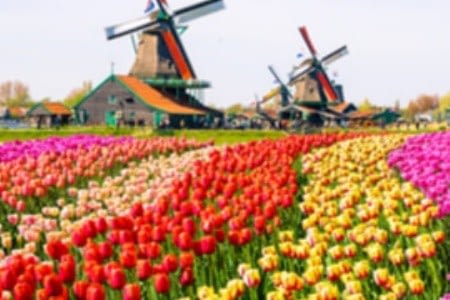 Hollandia varázslatos tulipánmezői