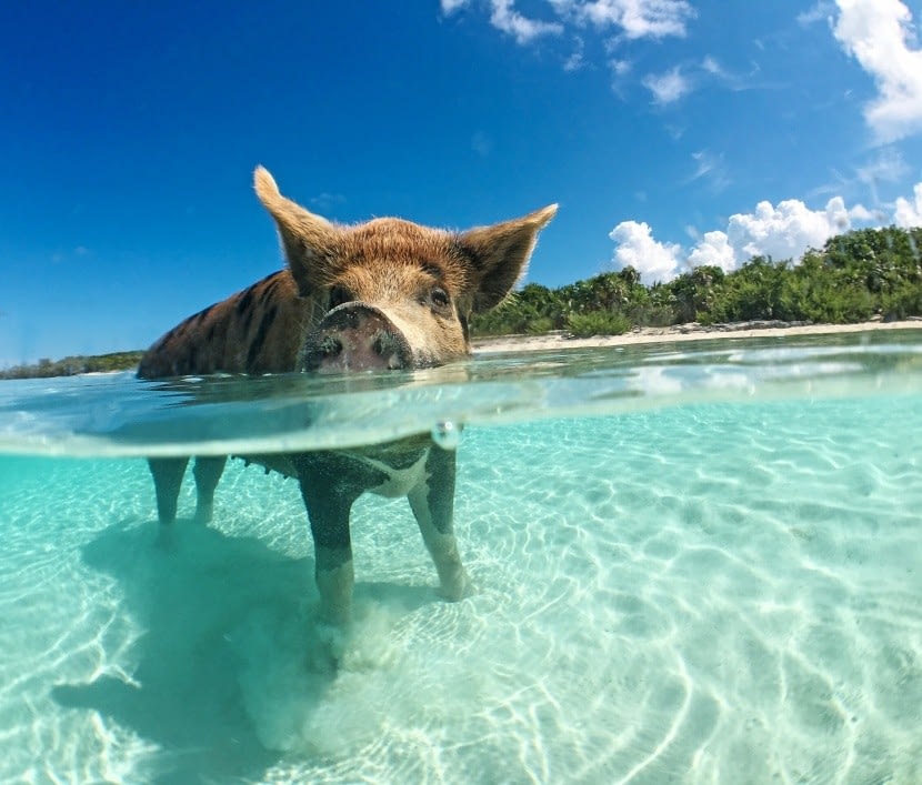 Úszó malac a Bahamákon