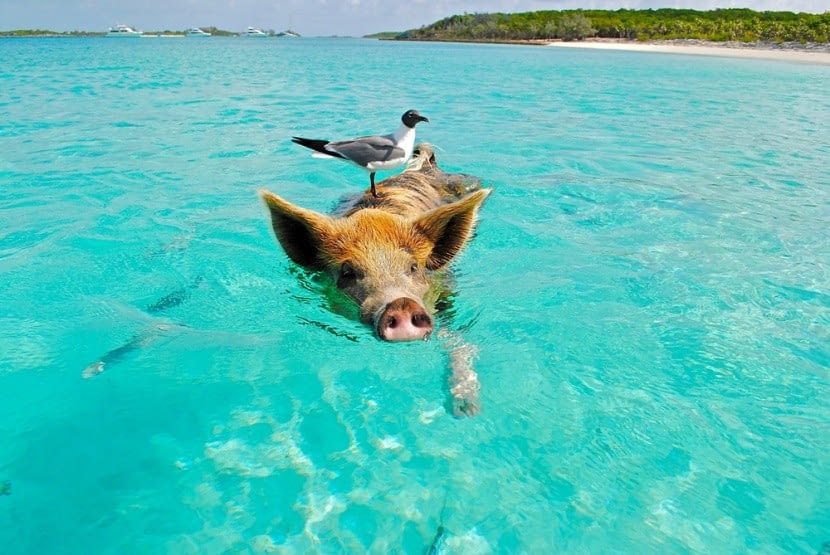 Strandolás a Bahamákon; disznó és sirály.
