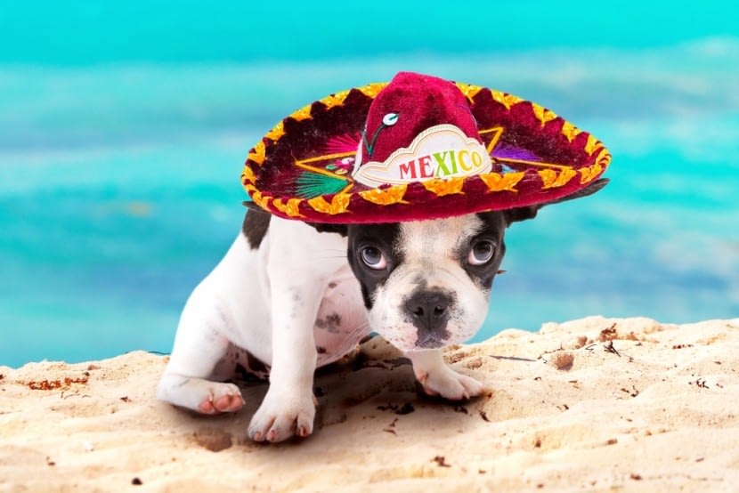 Mexikó, kalapos kiskutya