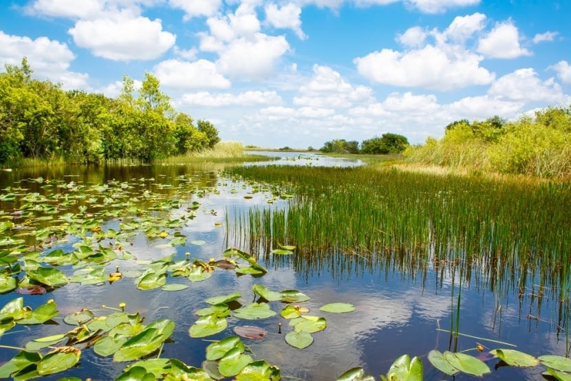 Everglades Nemzeti Park, Florida