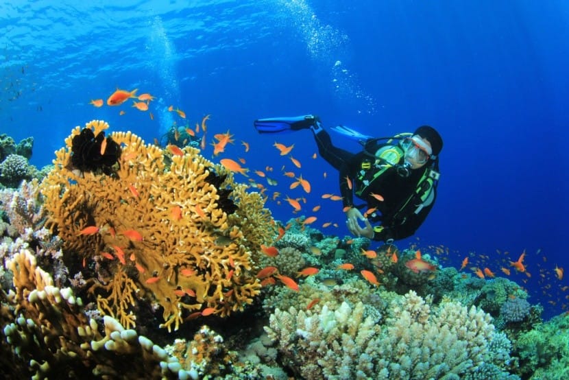 Merülés a korallzátonynál